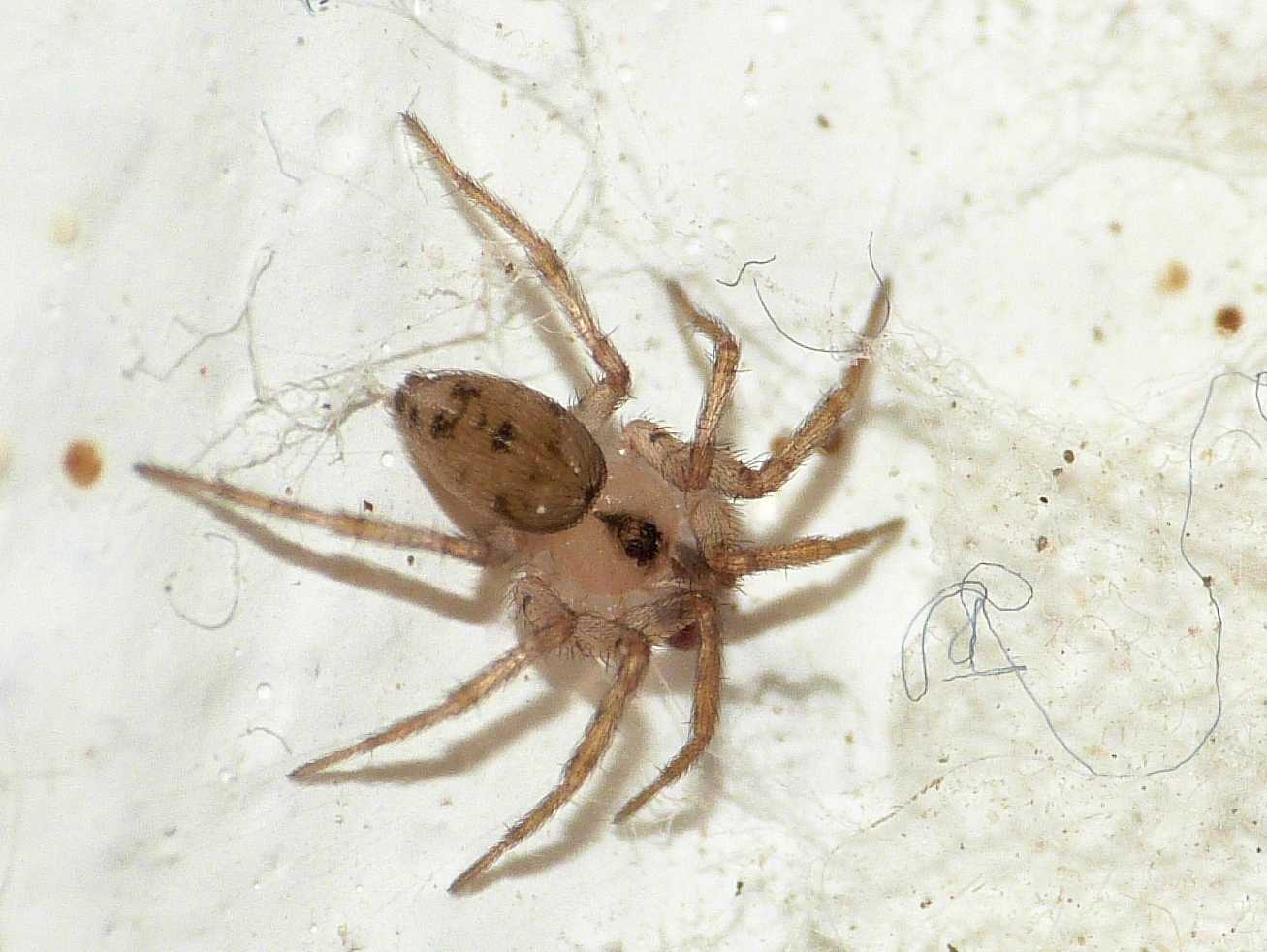 I miei inquilini Oecobius - Santa Teresa Gallura (OT)